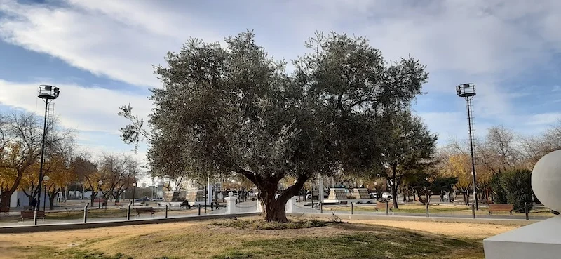 Chacra La Tebaida y Olivo Histórico